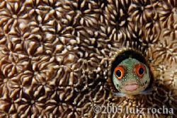 A happy blenny on its coral house. by Luiz Rocha 